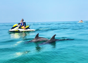 Shell Island Dolphin tours panama city beach