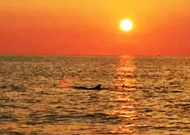 private sunset dolphin tours